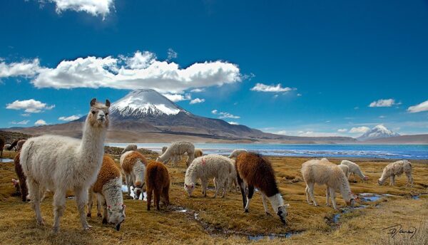 Tour Lago Chungara - Imagen 2