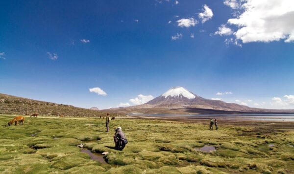 Tour Lago Chungara - Imagen 4