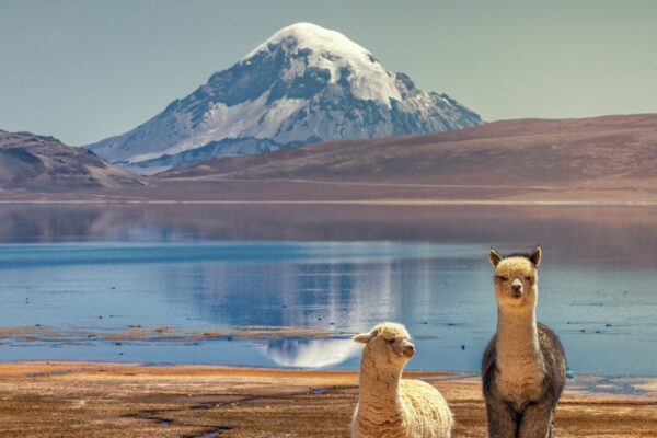 Tour Lago Chungara - Imagen 5