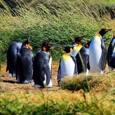 pinguino rey