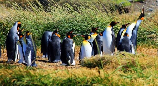 pinguino rey