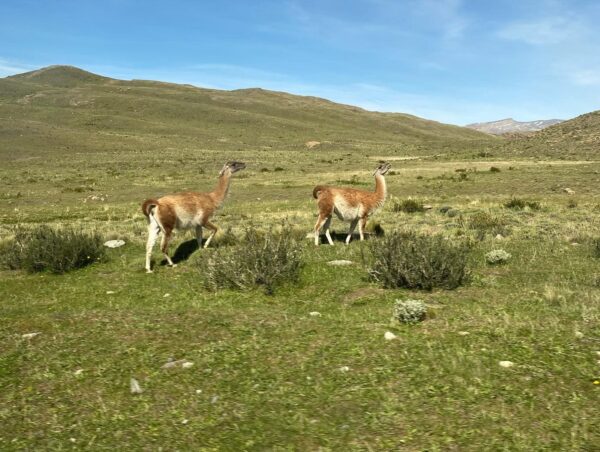 Full Day Torres del Paine - Imagen 5