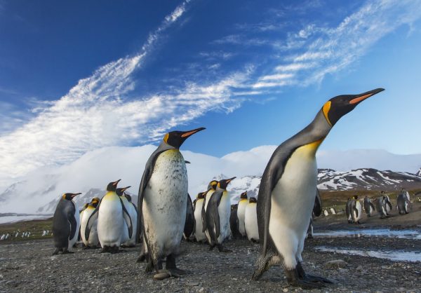 Parque Pinguino Rey - Imagen 7
