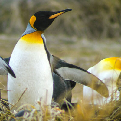 Pinguino rey